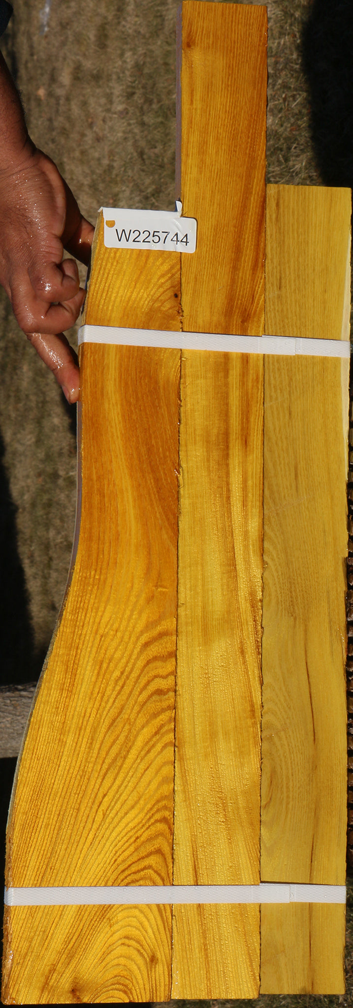 Osage Orange Lumber 3 Pack