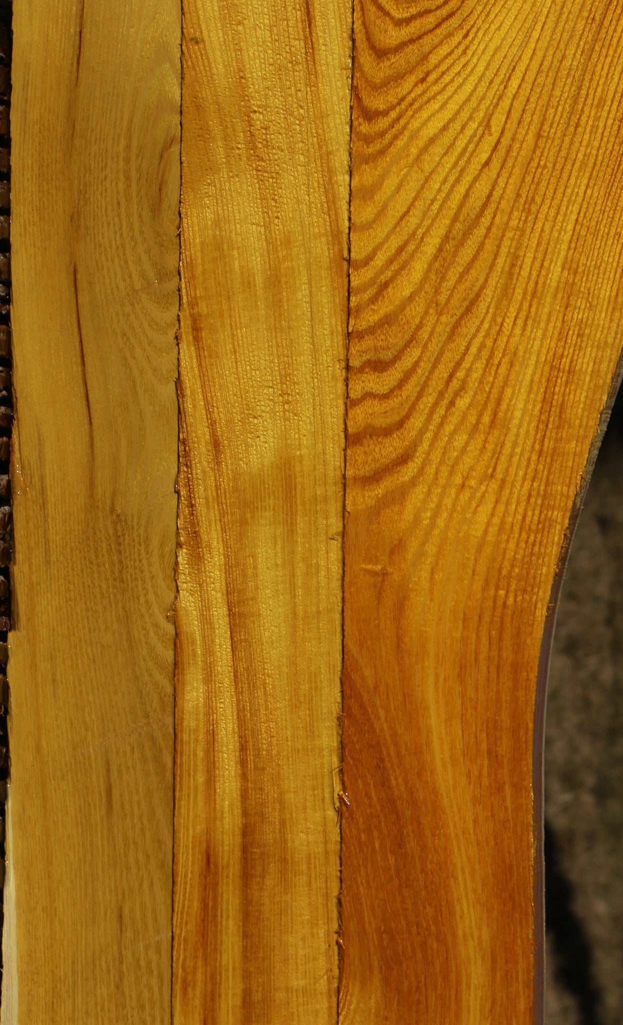 Osage Orange Lumber 3 Pack