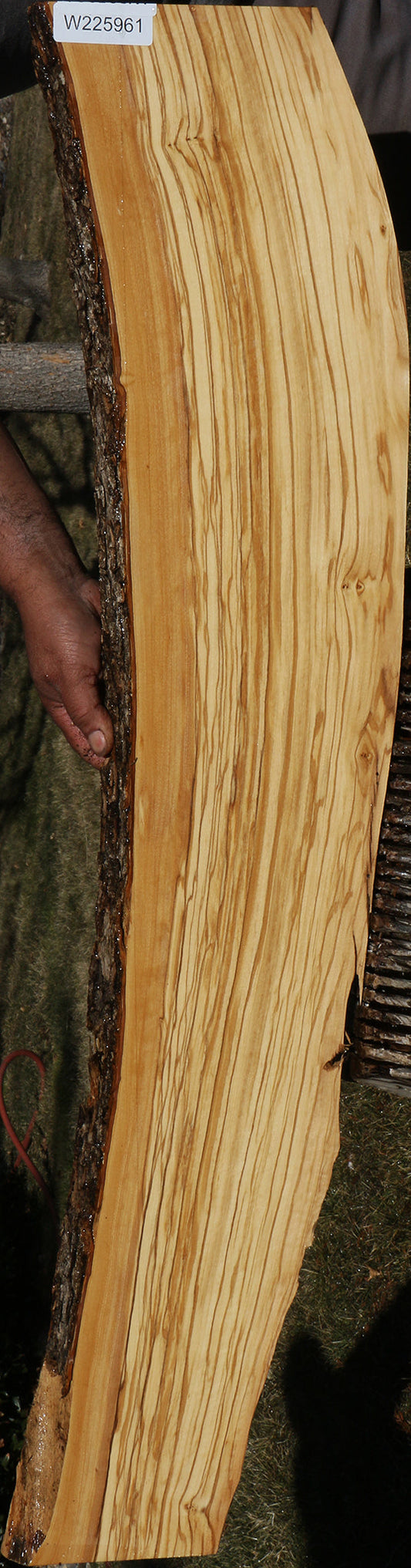 Figured Italian Olive Live Edge Lumber
