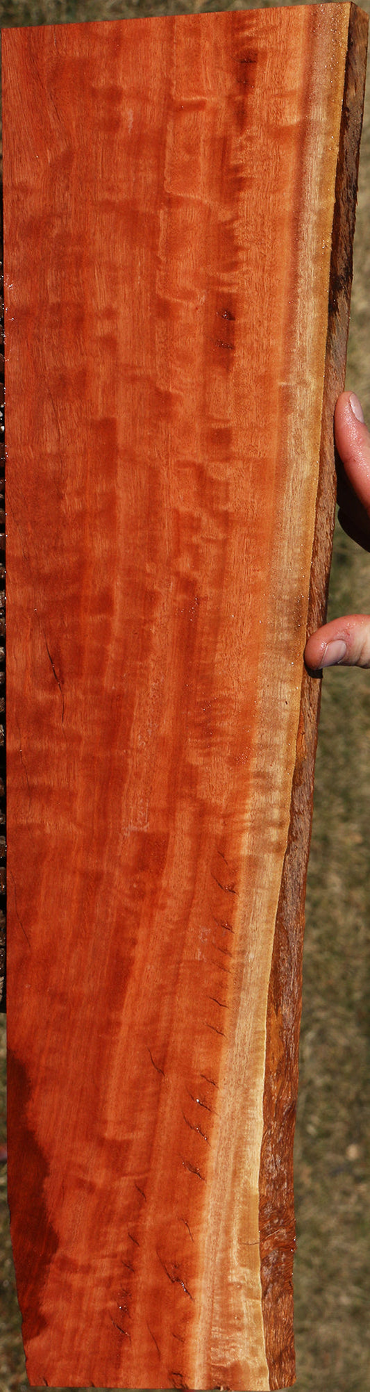 Extra Fancy Rustic Red Ironbark Live Edge Lumber
