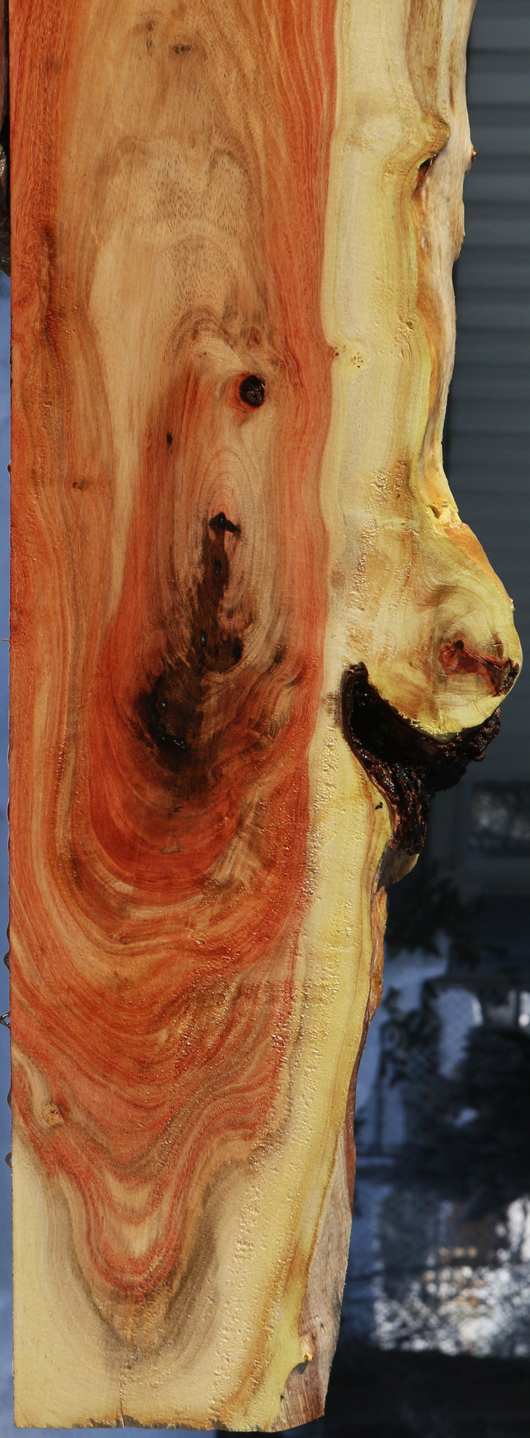 Carob Live Edge Lumber