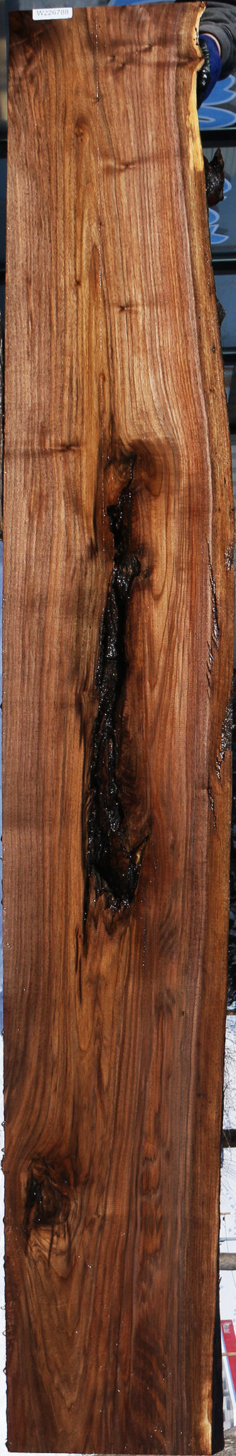 Claro Walnut Live Edge Slab (Free Shipping Excluded)