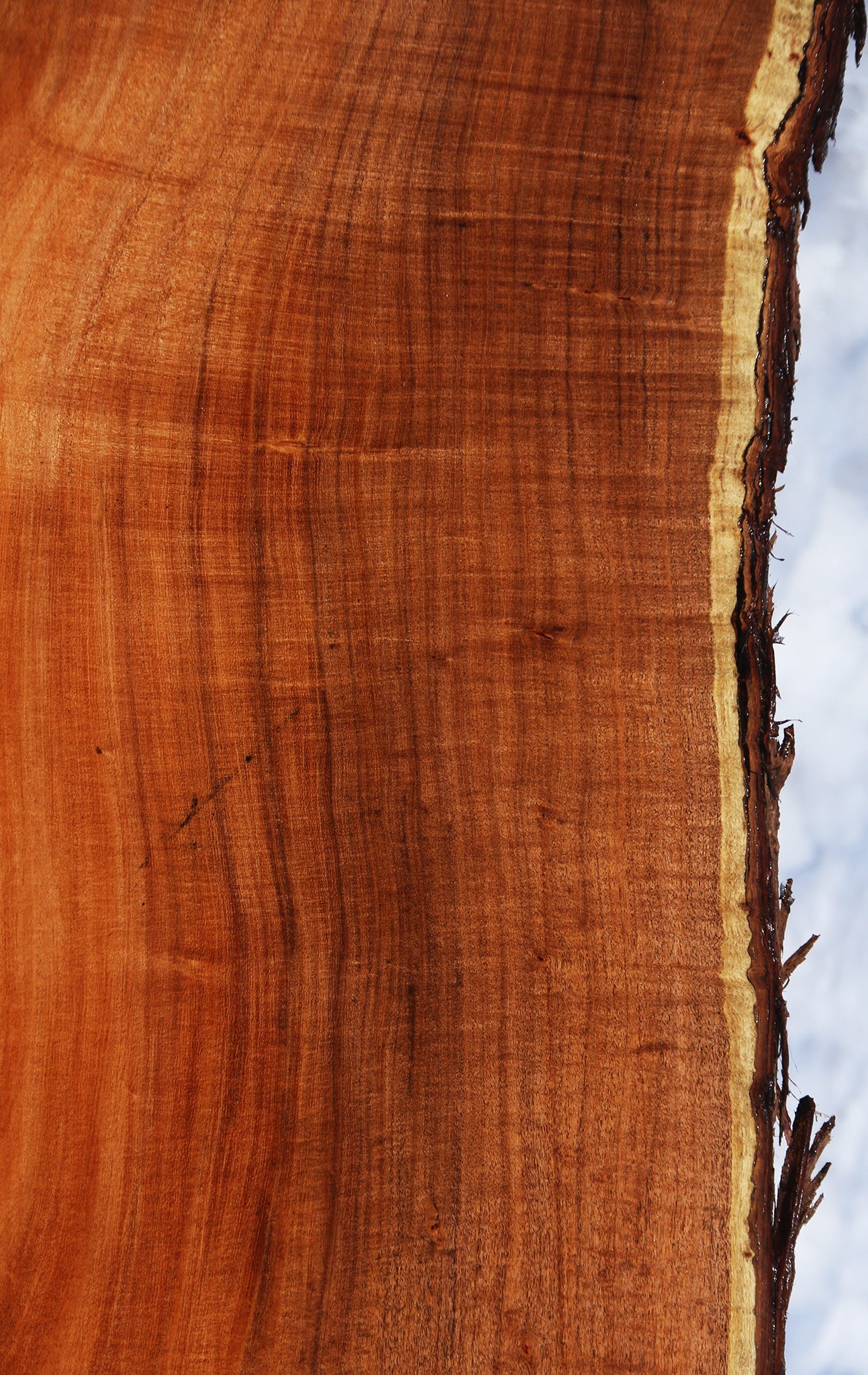 Extra  Fancy Argentine Mesquite Live Edge Slab