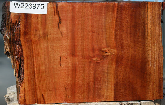 Brazilian Pepperwood Half Log