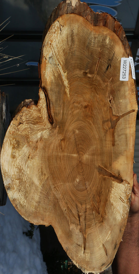 Figured Ambrosia Maple Cookie