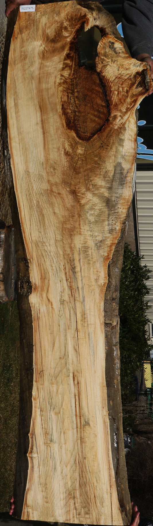 Figured Rustic Black Cottonwood Live Edge Slab