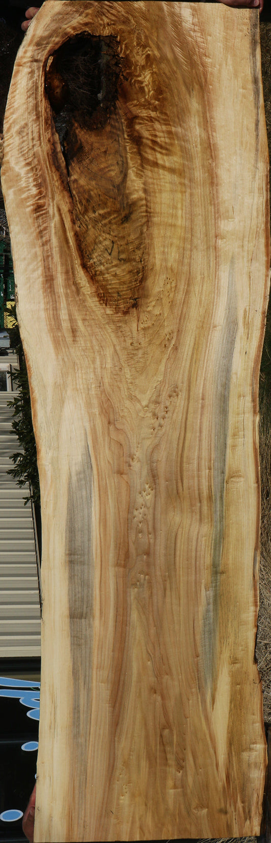 Figured Black Cottonwood Live Edge Slab