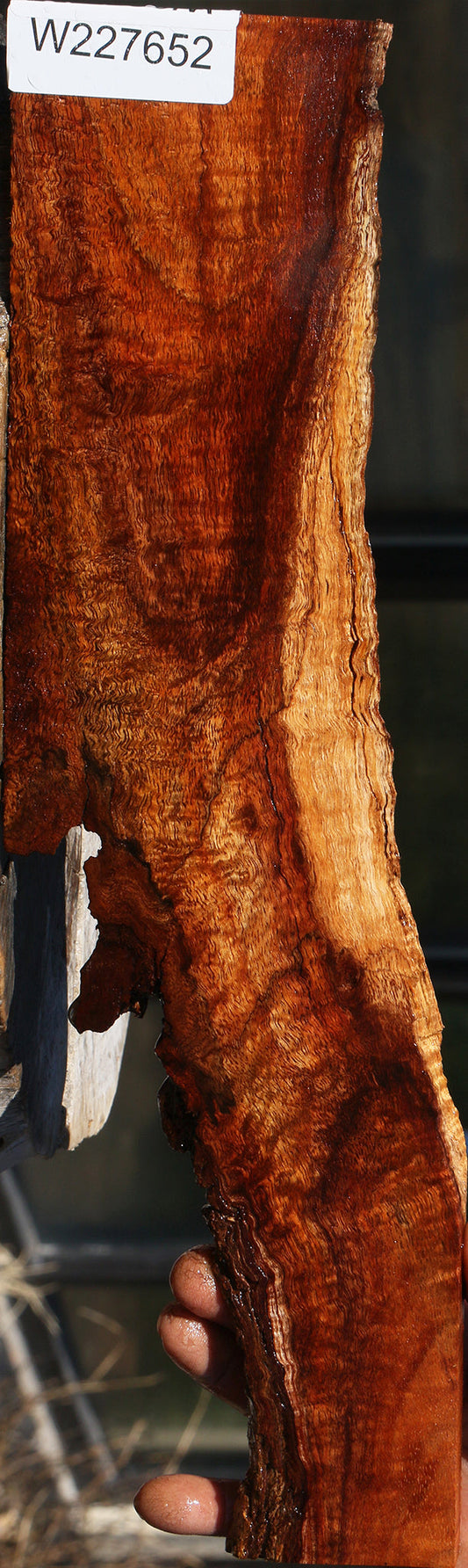 Extra Fancy Rustic Hawaiian Koa Live Edge Micro Lumber