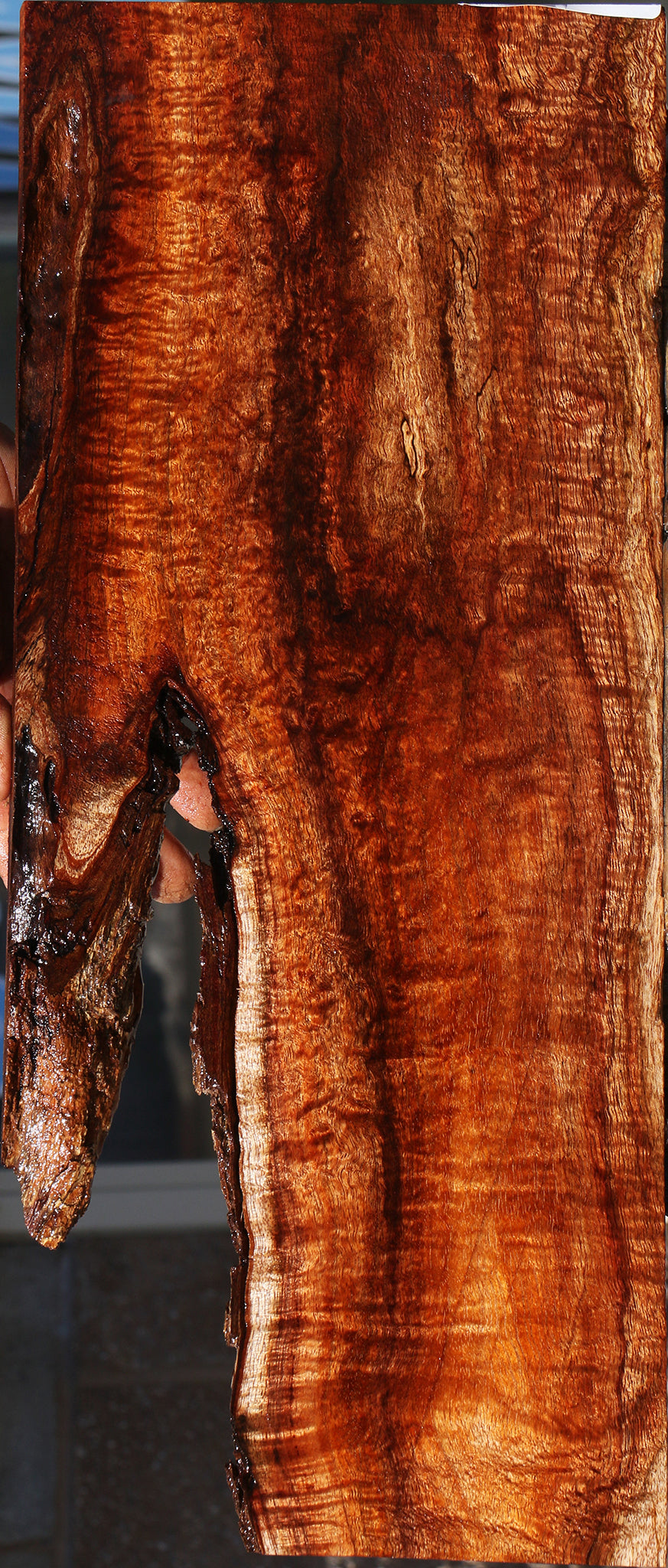 Exhibition Hawaiian Koa Live Edge Micro Lumber