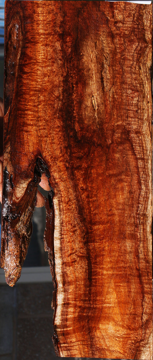 Exhibition Hawaiian Koa Live Edge Micro Lumber
