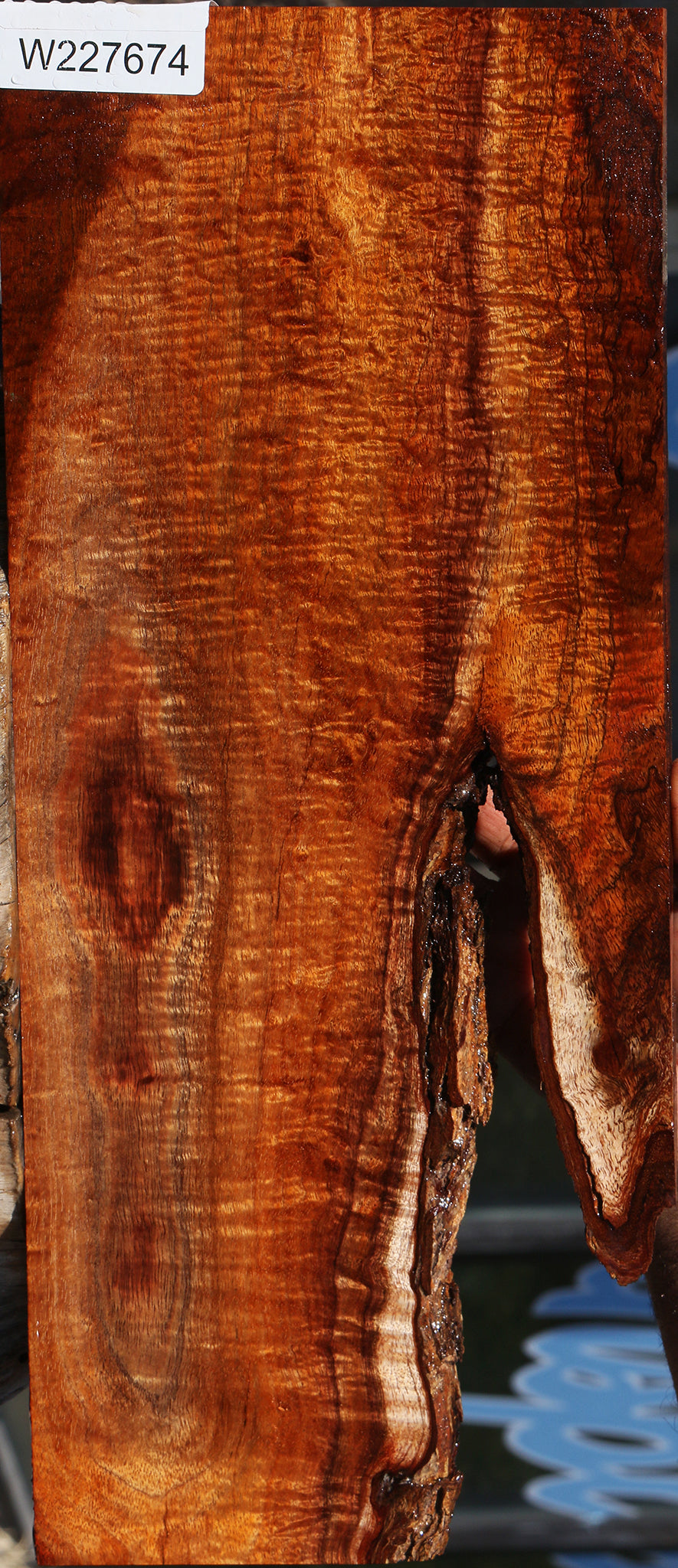 Exhibition Hawaiian Koa Live Edge Micro Lumber