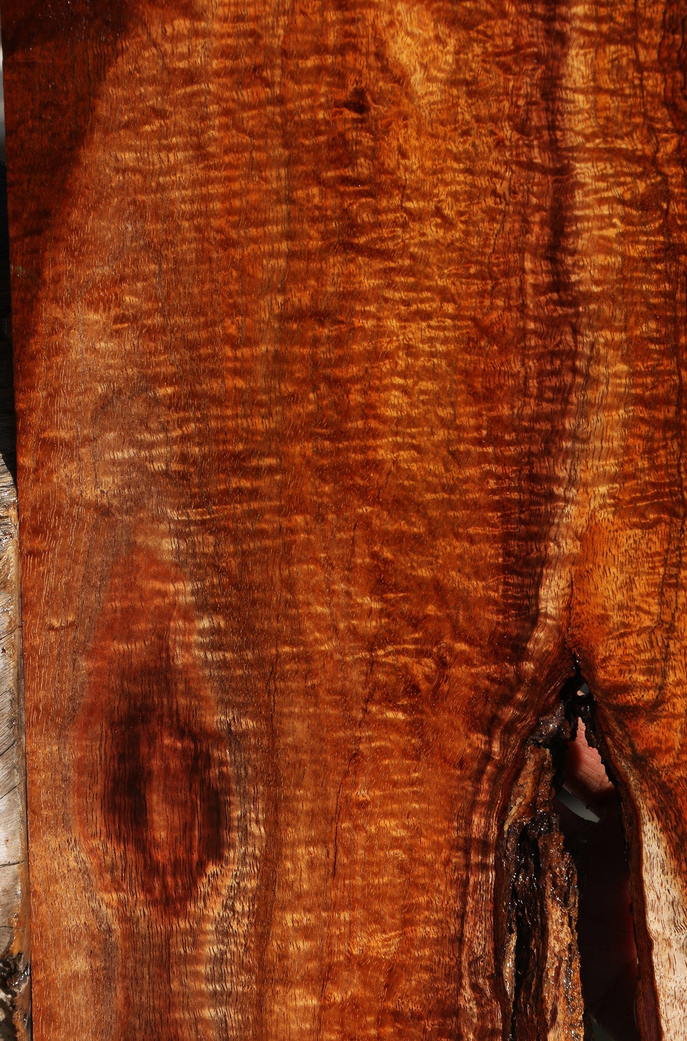 Exhibition Hawaiian Koa Live Edge Micro Lumber