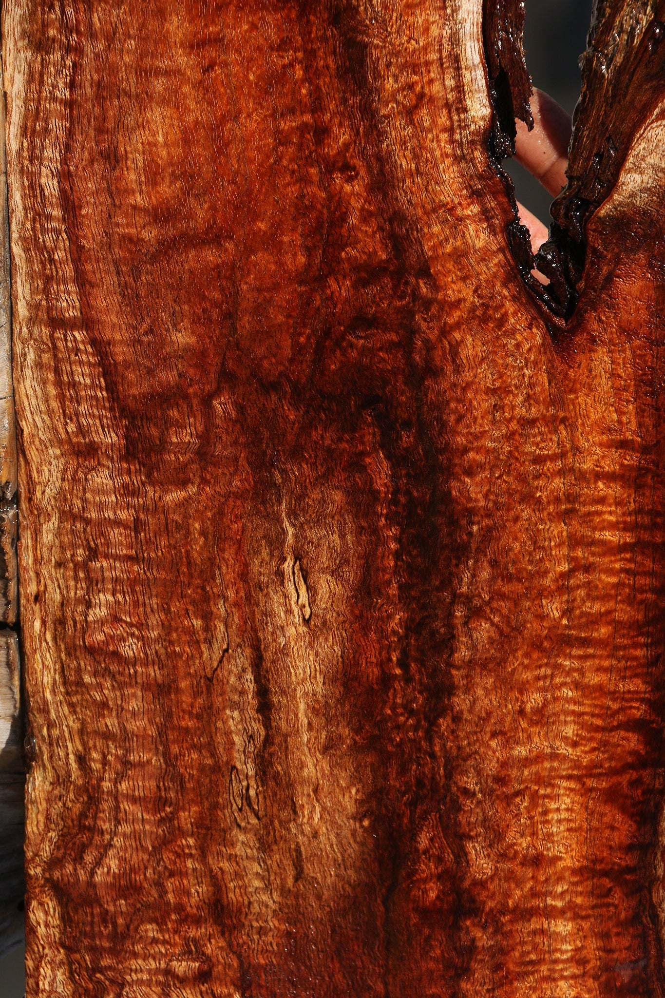 Exhibition Hawaiian Koa Live Edge Micro Lumber