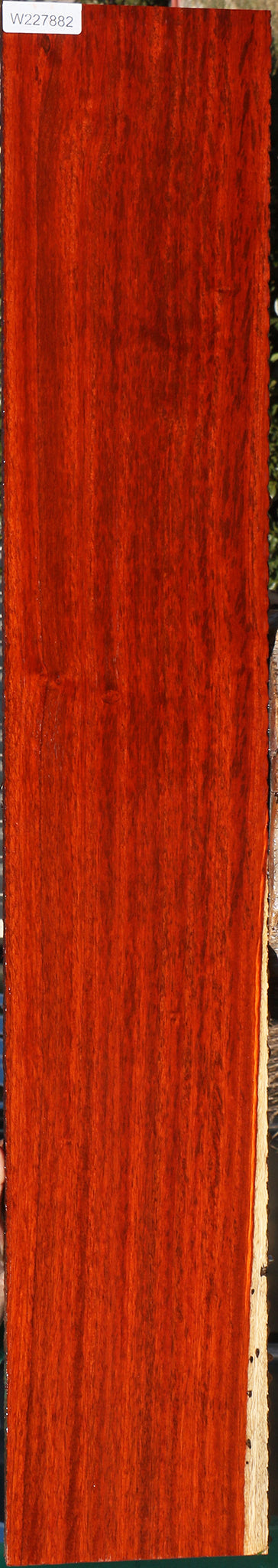 Extra Fancy Padauk Lumber