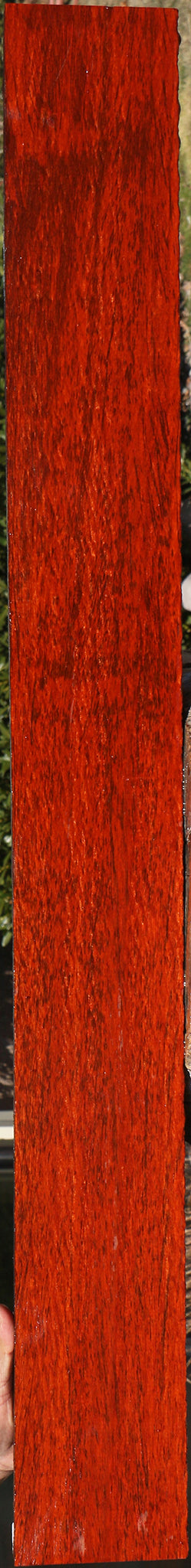 Extra Fancy Padauk Lumber