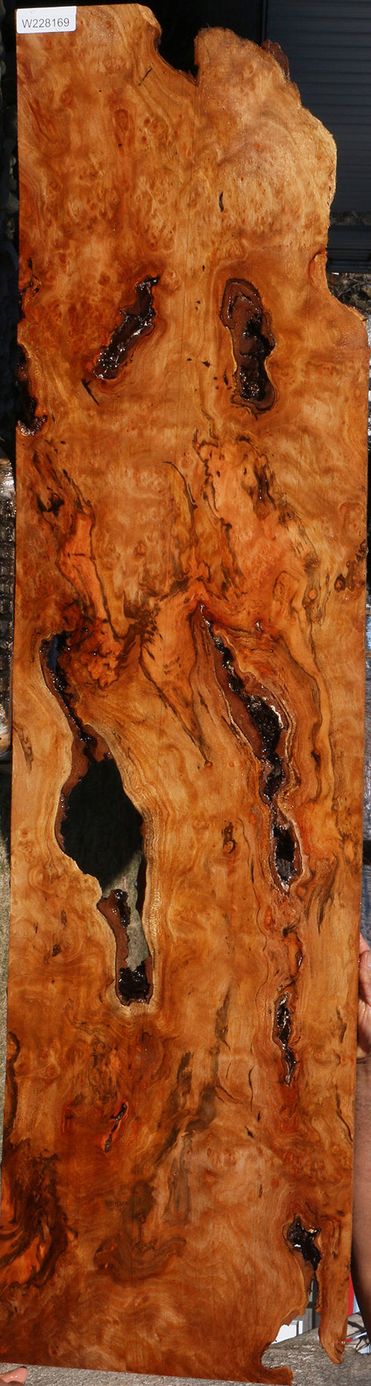 Rustic Sycamore Burl Lumber