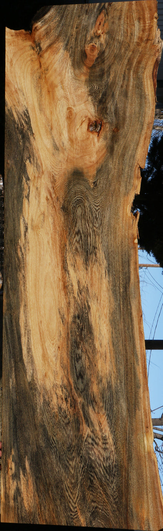 Spalted Hackberry Live Edge Lumber