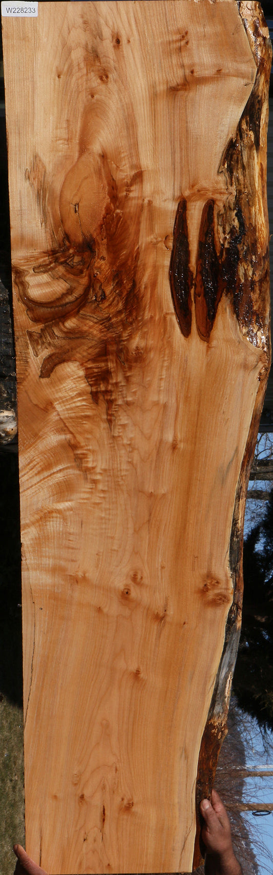 Figured Big Leaf Maple Live Edge Slab