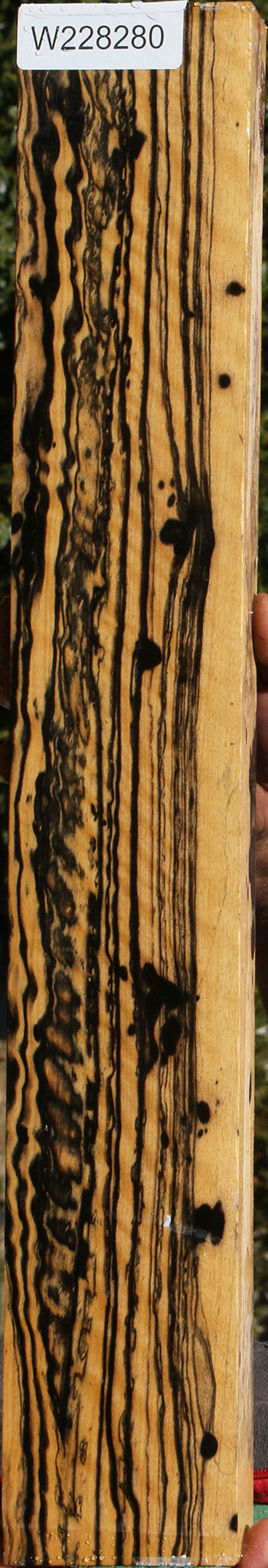 Fiddleback Exhibition Black & White Ebony Lumber