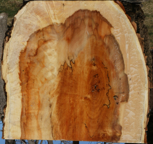 Extra Fancy Box Elder Live Edge Bowl Blank