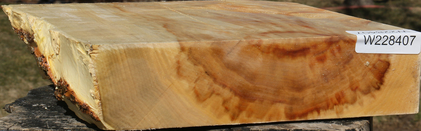 Extra Fancy Box Elder Live Edge Bowl Blank