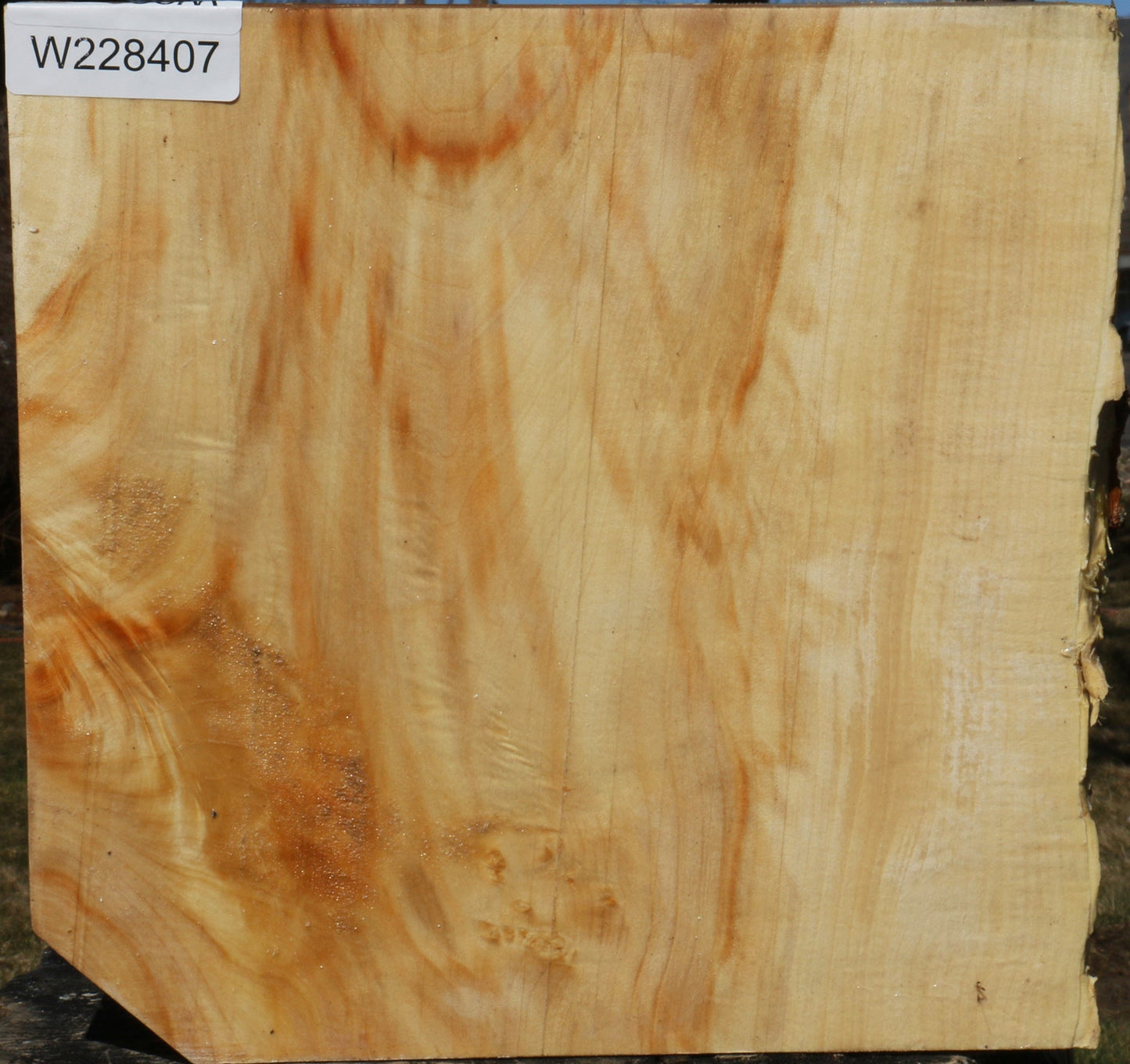 Extra Fancy Box Elder Live Edge Bowl Blank