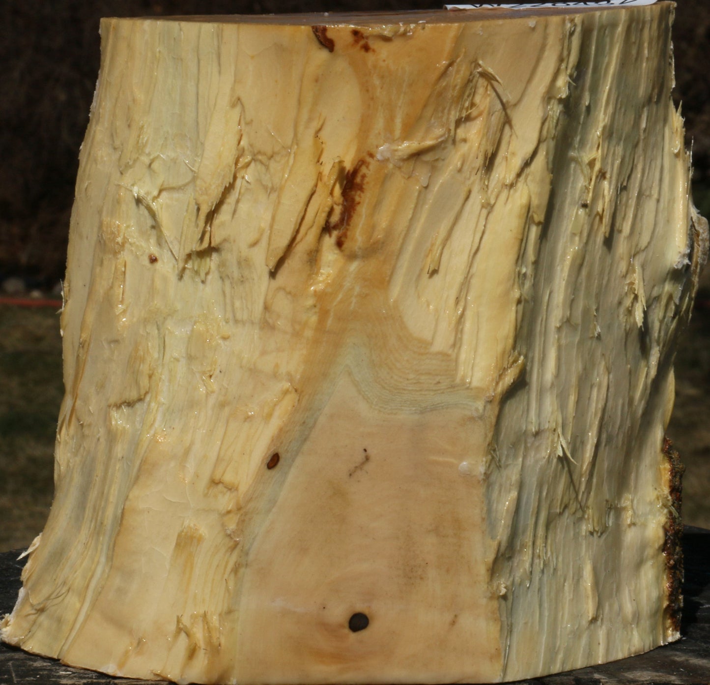 Figured Box Elder Live Edge Bowl Blank