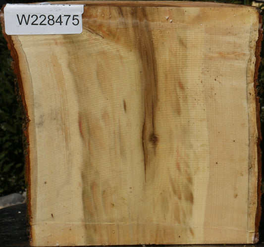 Box Elder Live Edge Bowl Blank