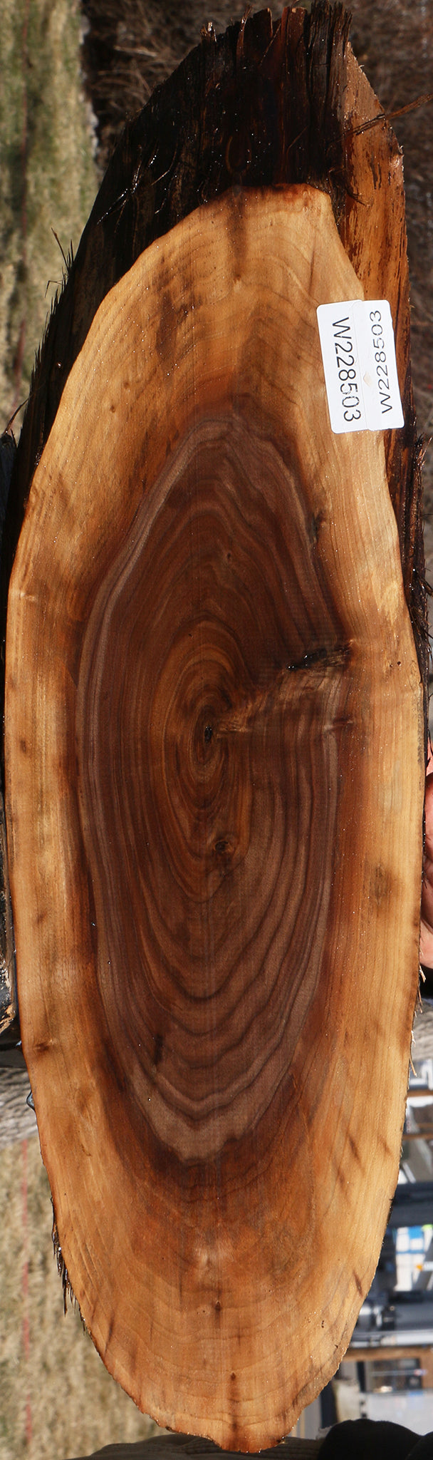 Eastern Walnut Cookie