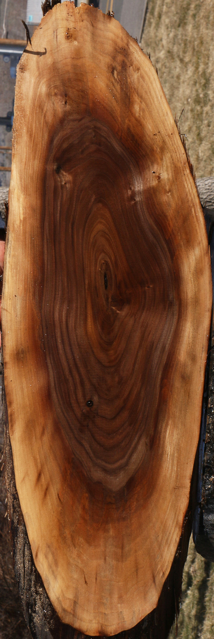 Eastern Walnut Cookie