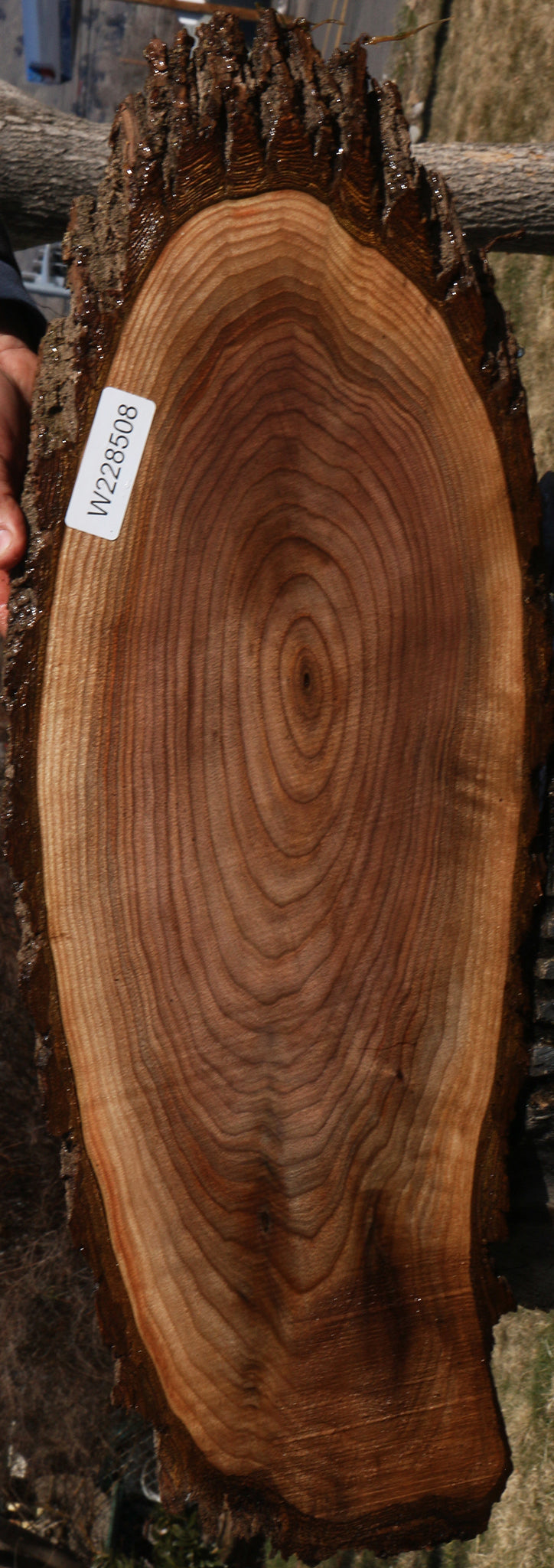 Eastern Walnut Cookie