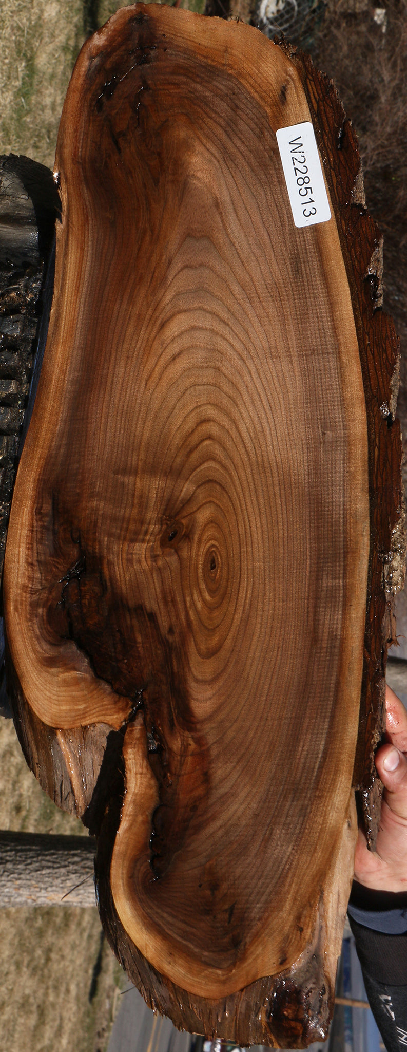 Eastern Walnut Cookie