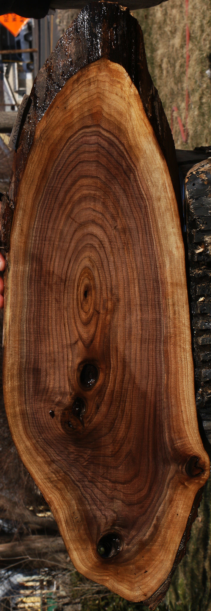 Eastern Walnut Cookie