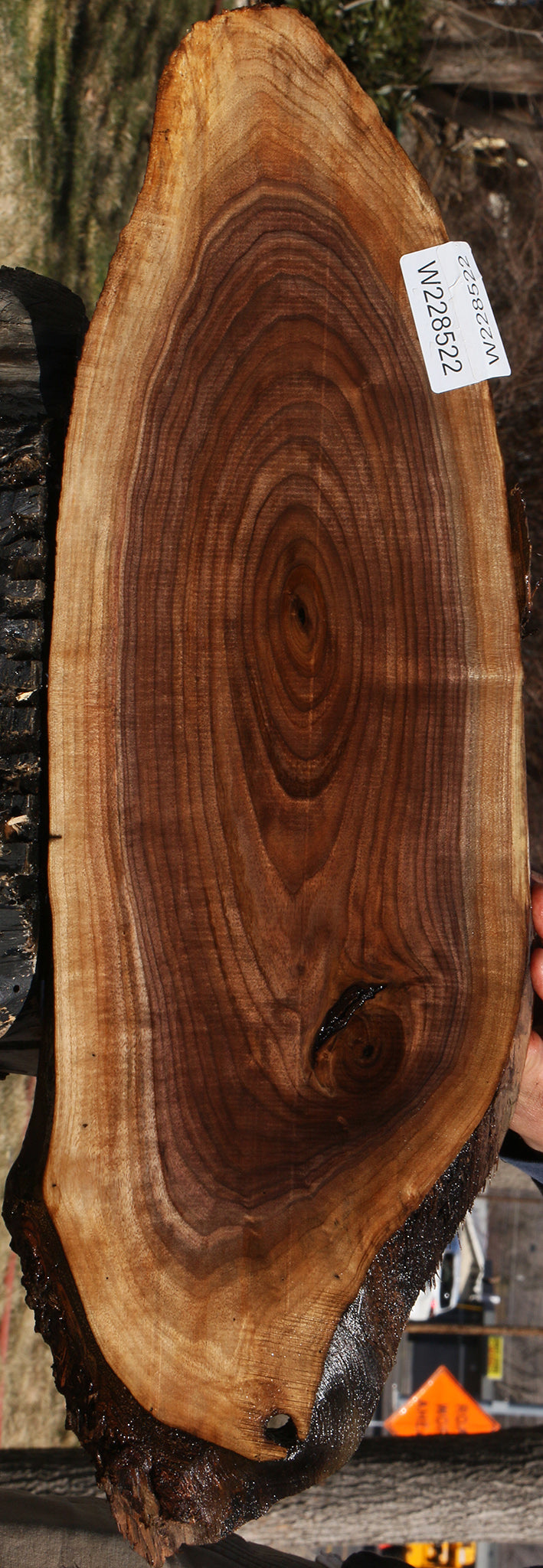 Eastern Walnut Cookie