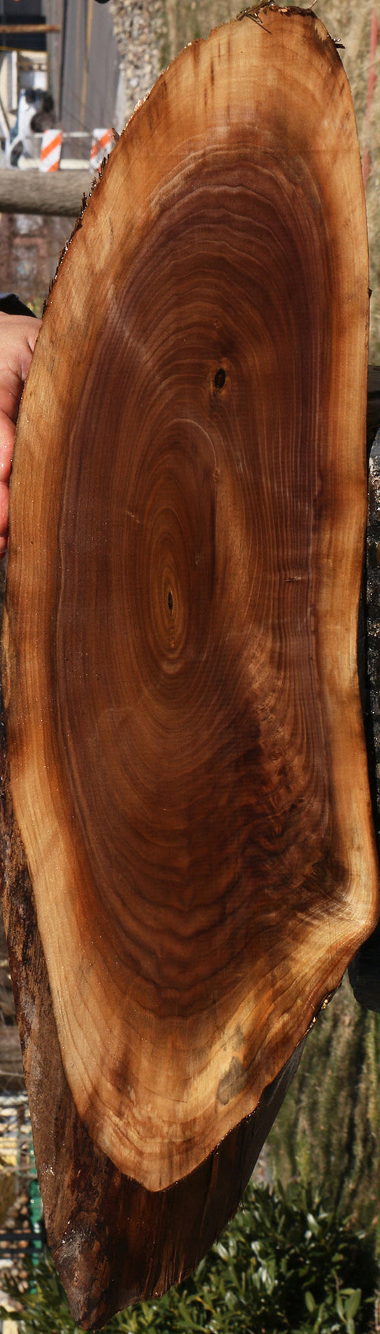 Eastern Walnut Cookie