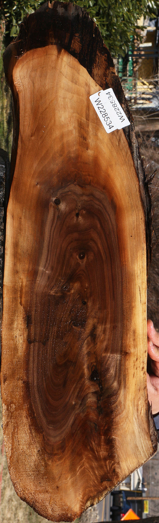 Eastern Walnut Cookie