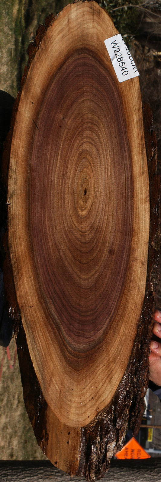 Eastern Walnut Cookie