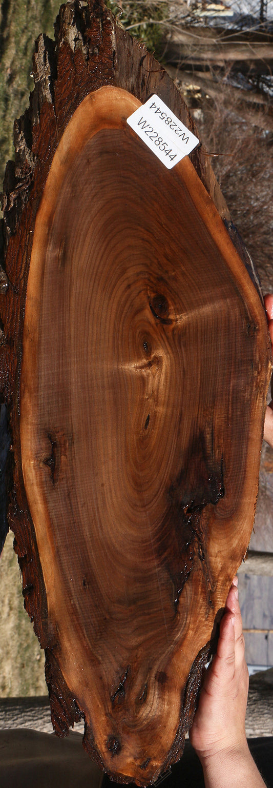 Eastern Walnut Cookie