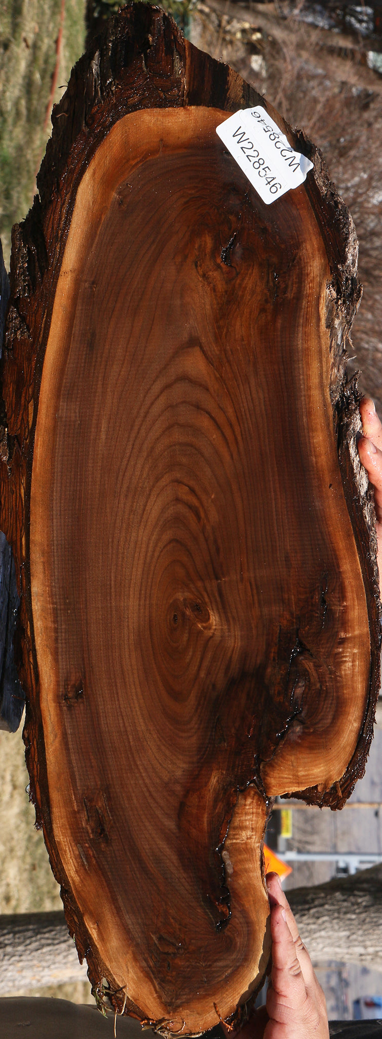 Eastern Walnut Cookie