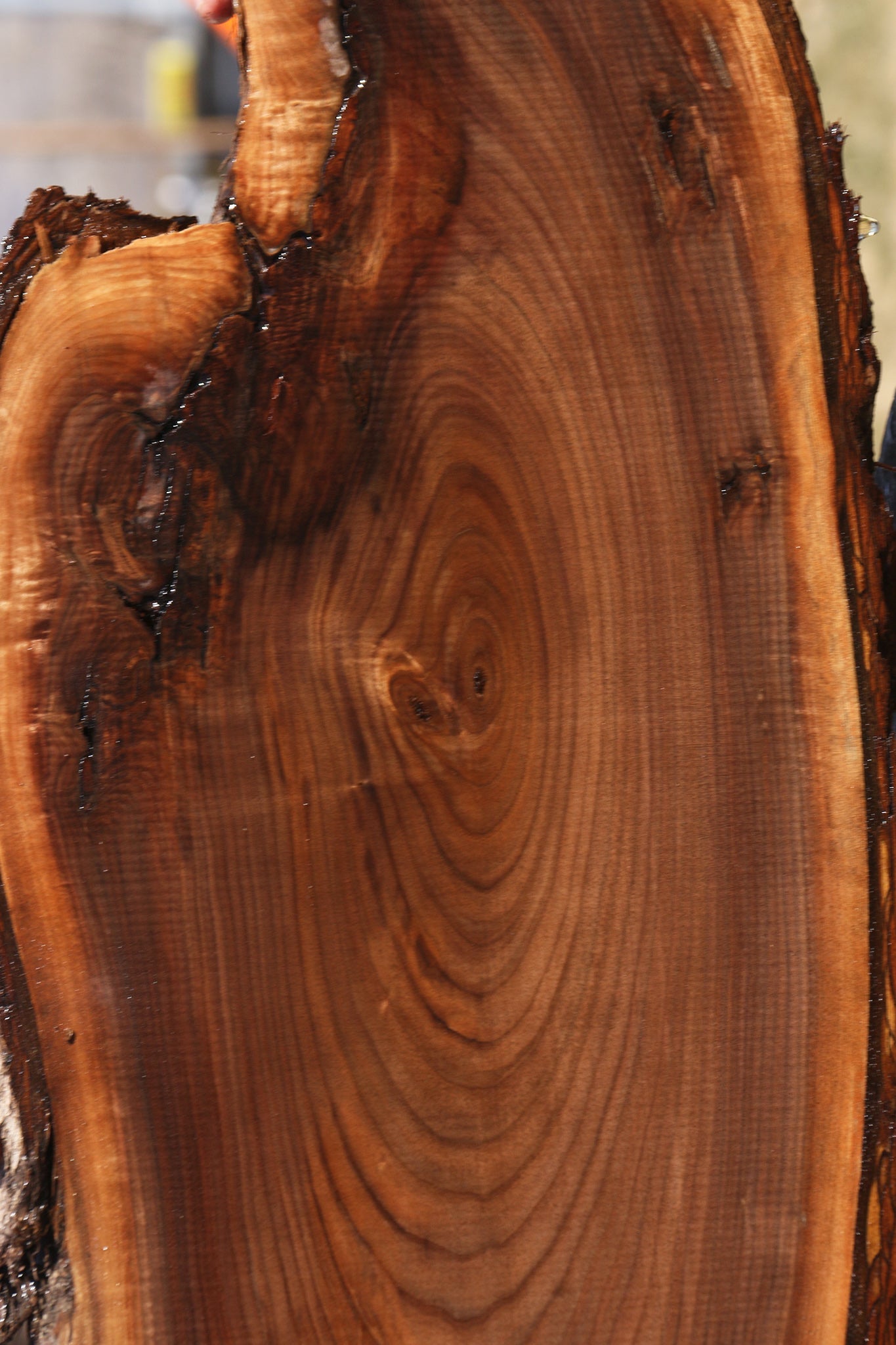 Eastern Walnut Cookie