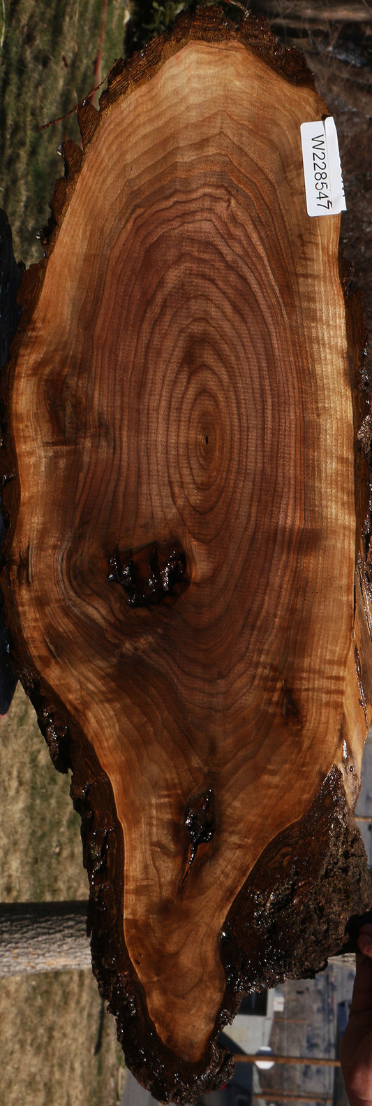 Eastern Walnut Cookie