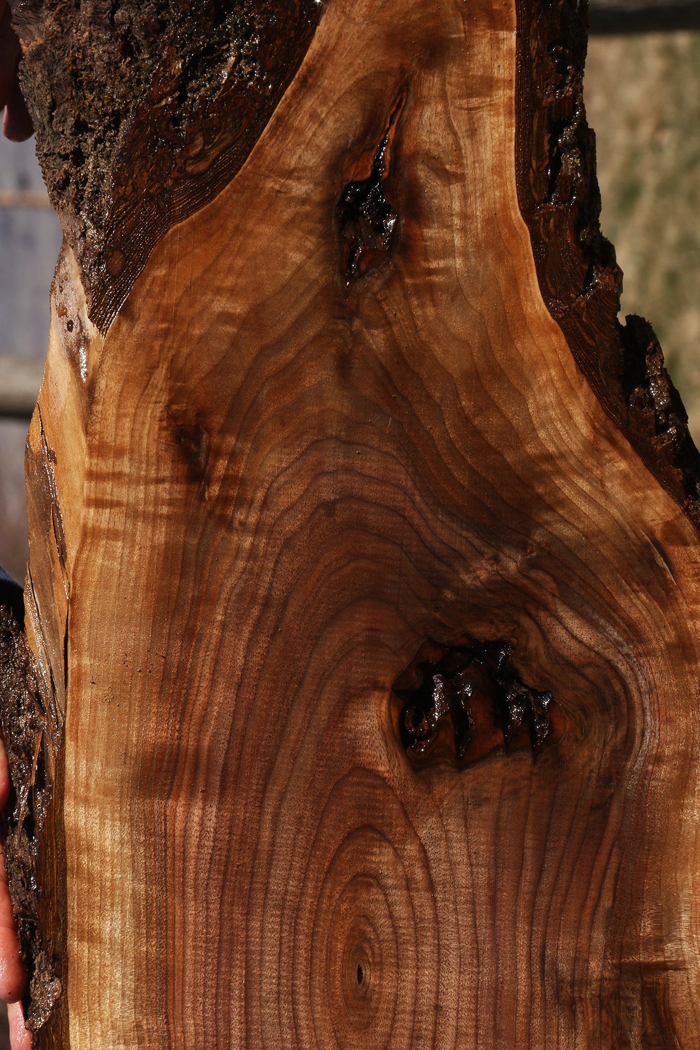 Eastern Walnut Cookie