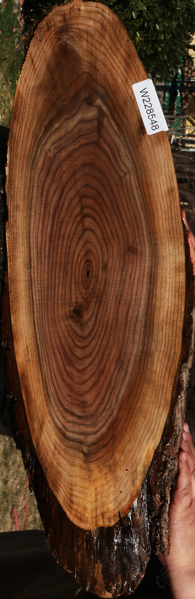 Eastern Walnut Cookie