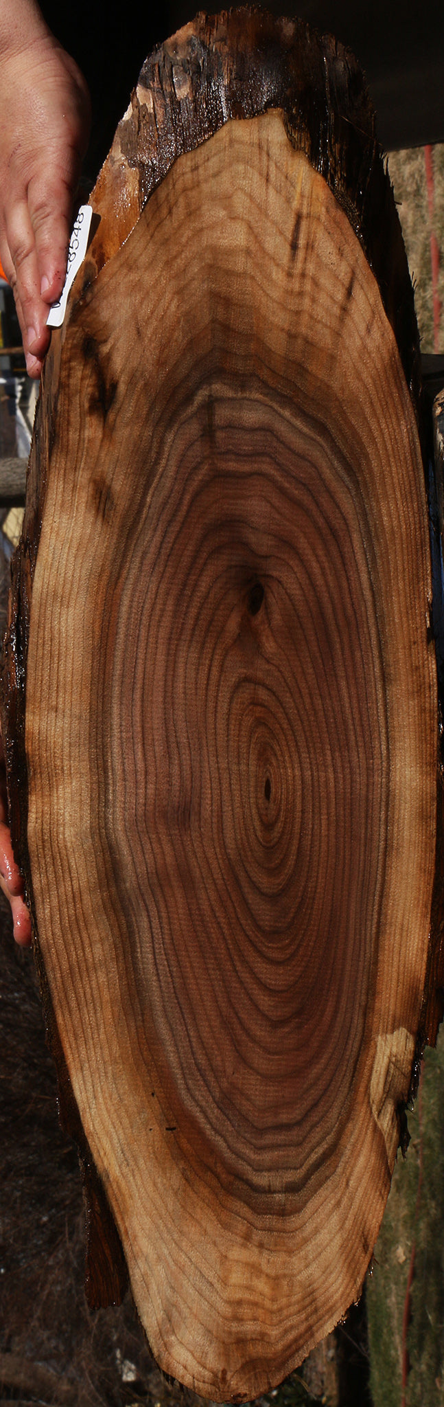 Eastern Walnut Cookie