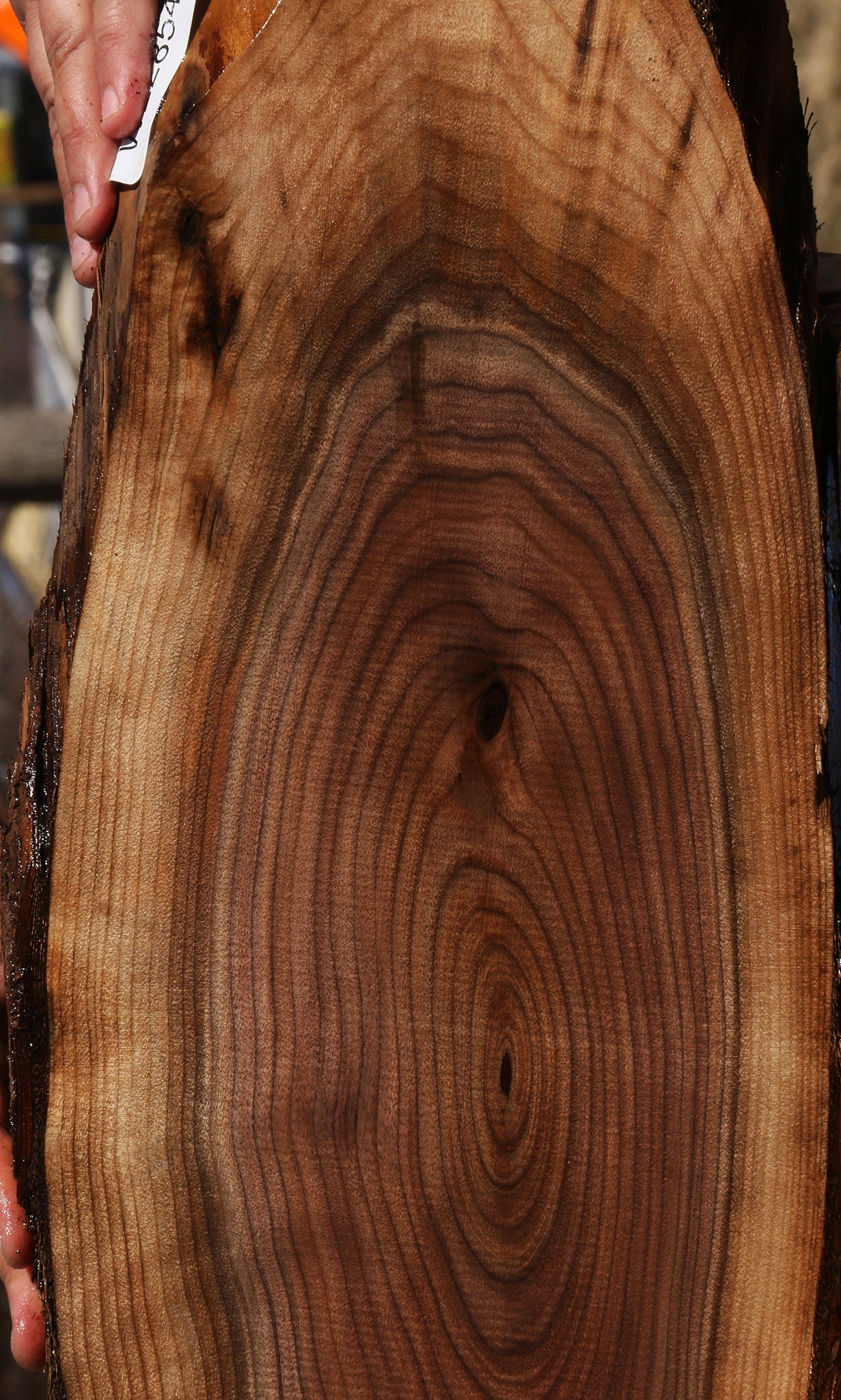 Eastern Walnut Cookie