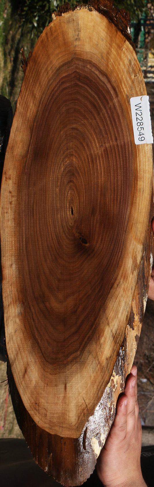 Eastern Walnut Cookie