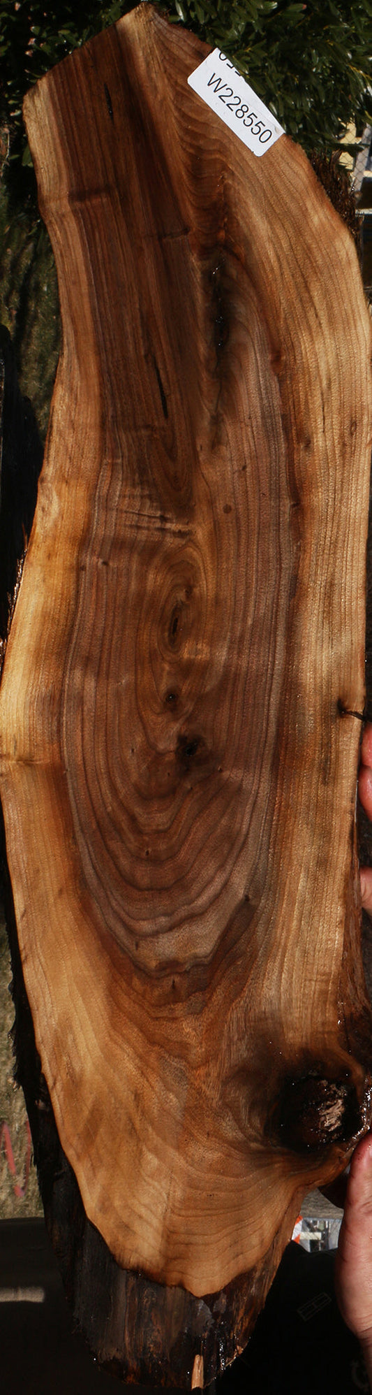 Eastern Walnut Cookie