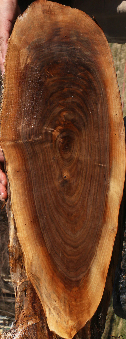 Eastern Walnut Cookie