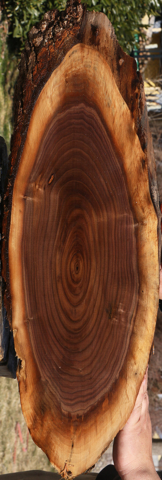 Eastern Walnut Cookie