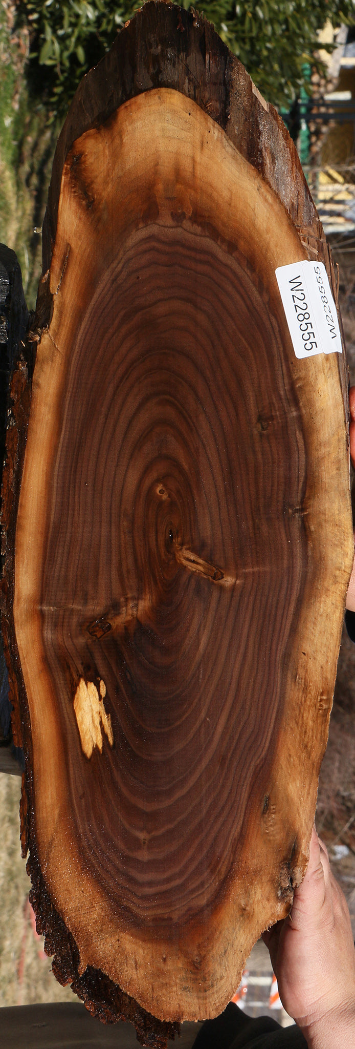 Eastern Walnut Cookie